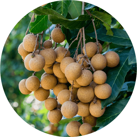 ロンガンの実がなっている様子